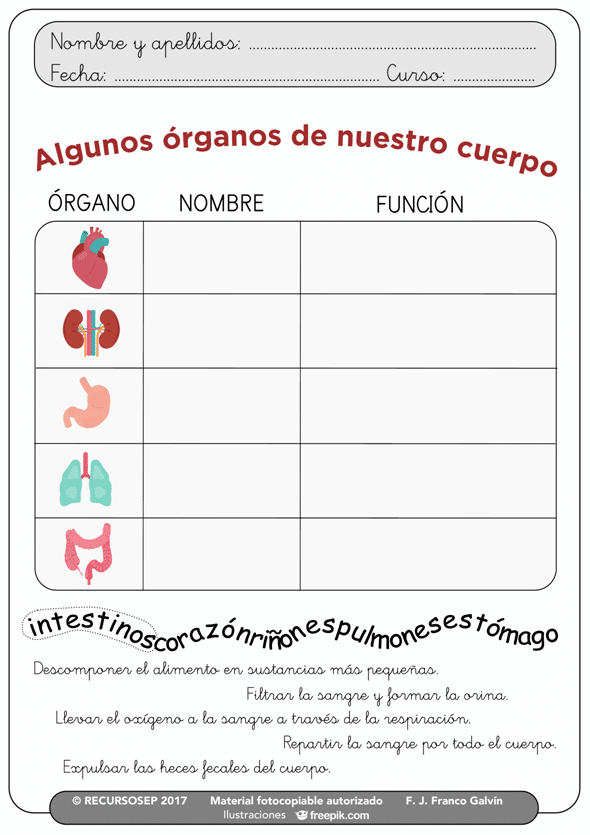 Algunos órganos de nuestro cuerpo (CCNN 1.º y 2.º Primaria) Algunos órganos de nuestro cuerpo (CCNN 1.º y 2.º Primaria)
