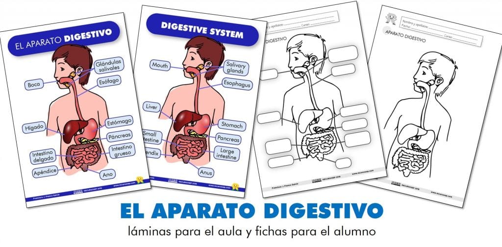 El Oído: Láminas Para El Aula Y Fichas Para El Alumno (Es/En)