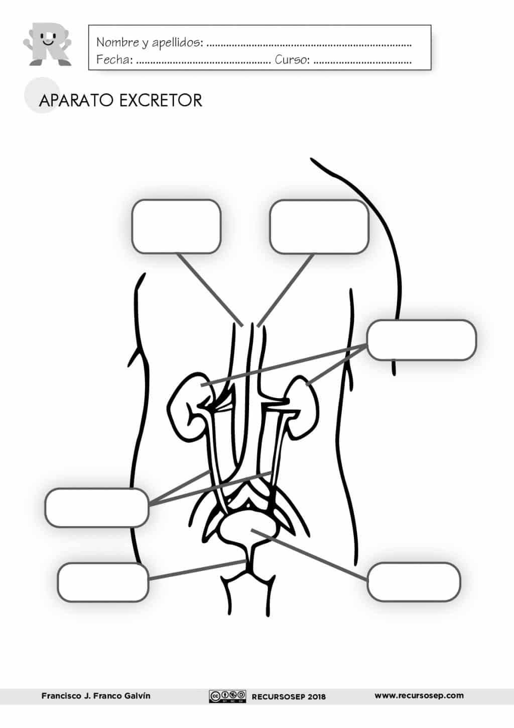 Sistema respiratorio anatomia pdf