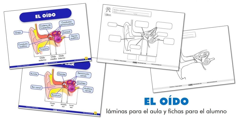 El Oído: Láminas Para El Aula Y Fichas Para El Alumno (Es/En)