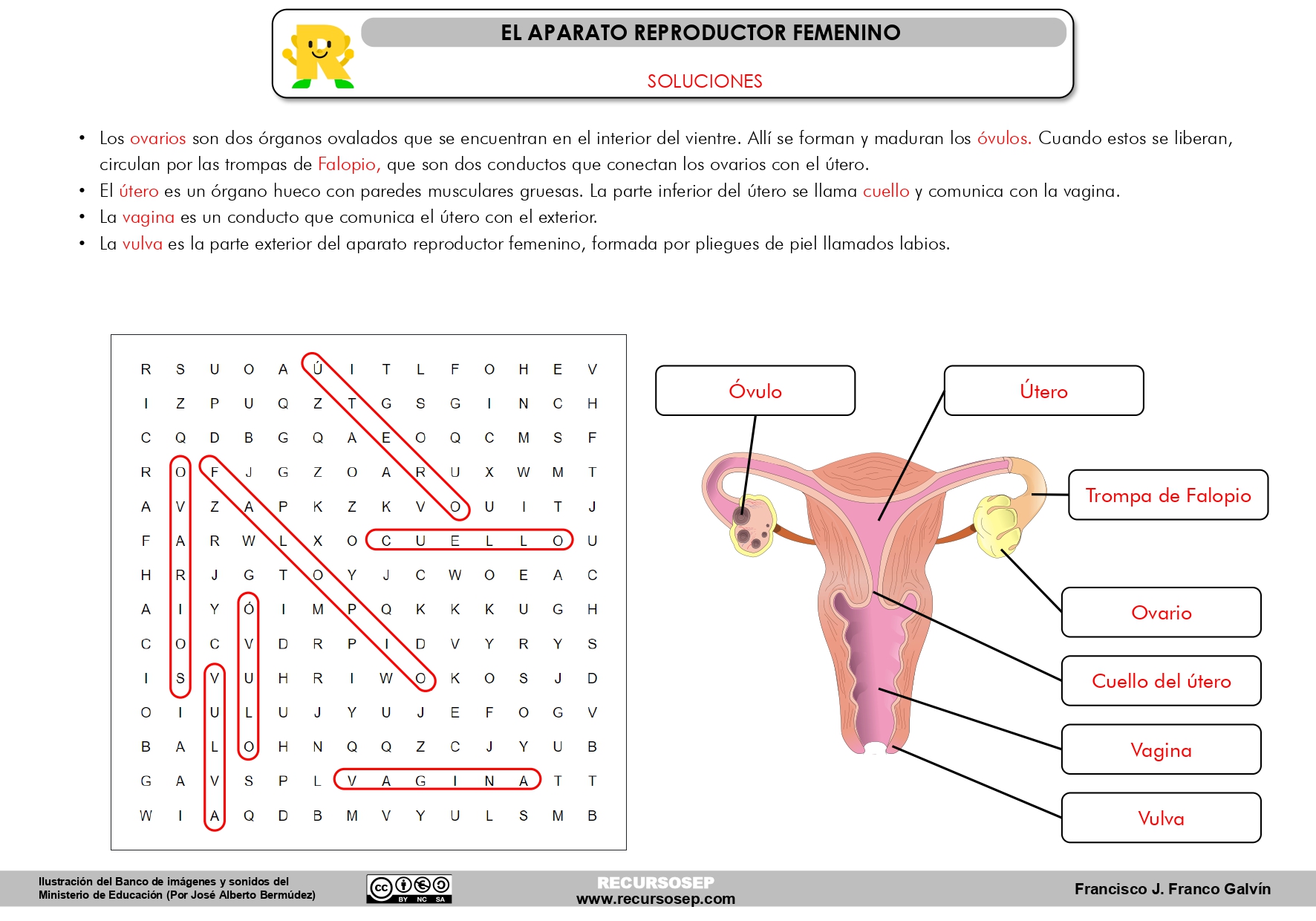 Actividades Del Aparato Reproductor Femenino Y Masculino Para Niños