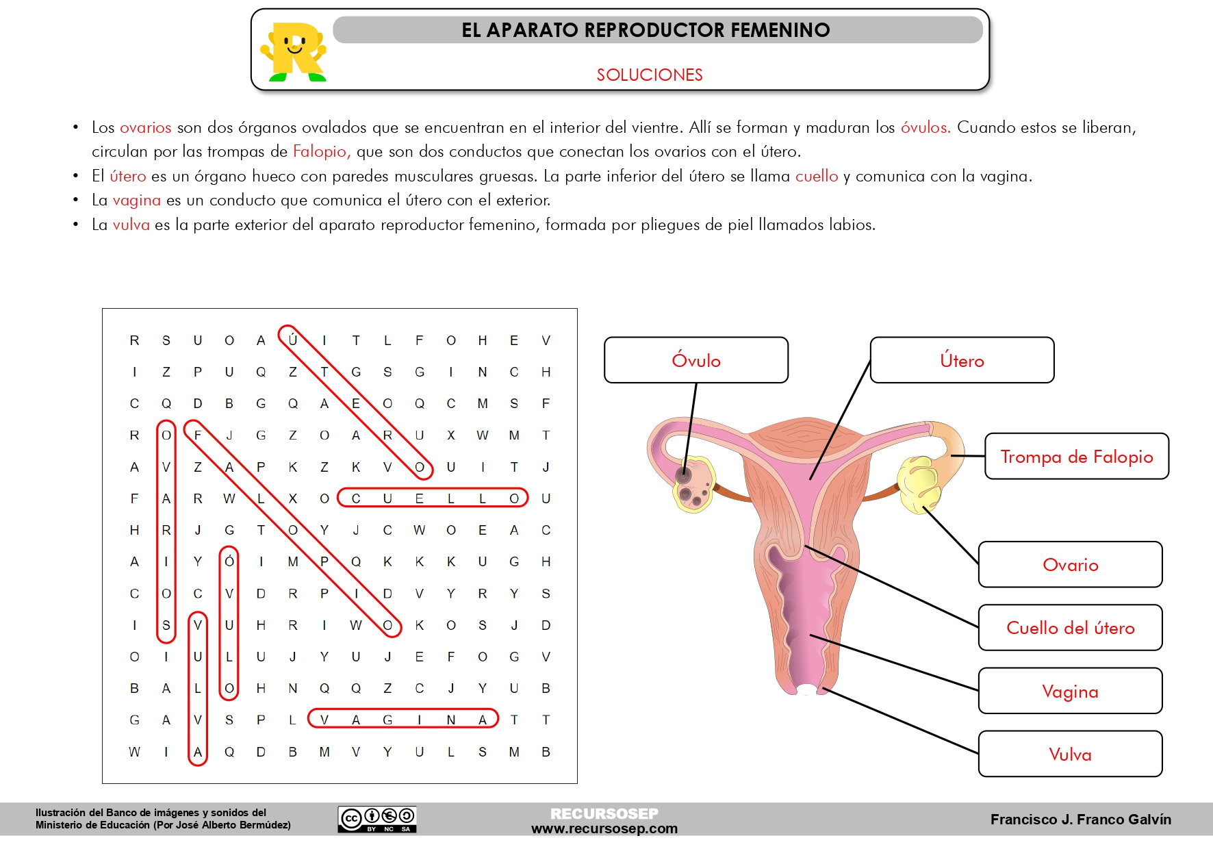 Aparato Reproductor Femenino Sopa Letras Recursosep Solucionespage 0001