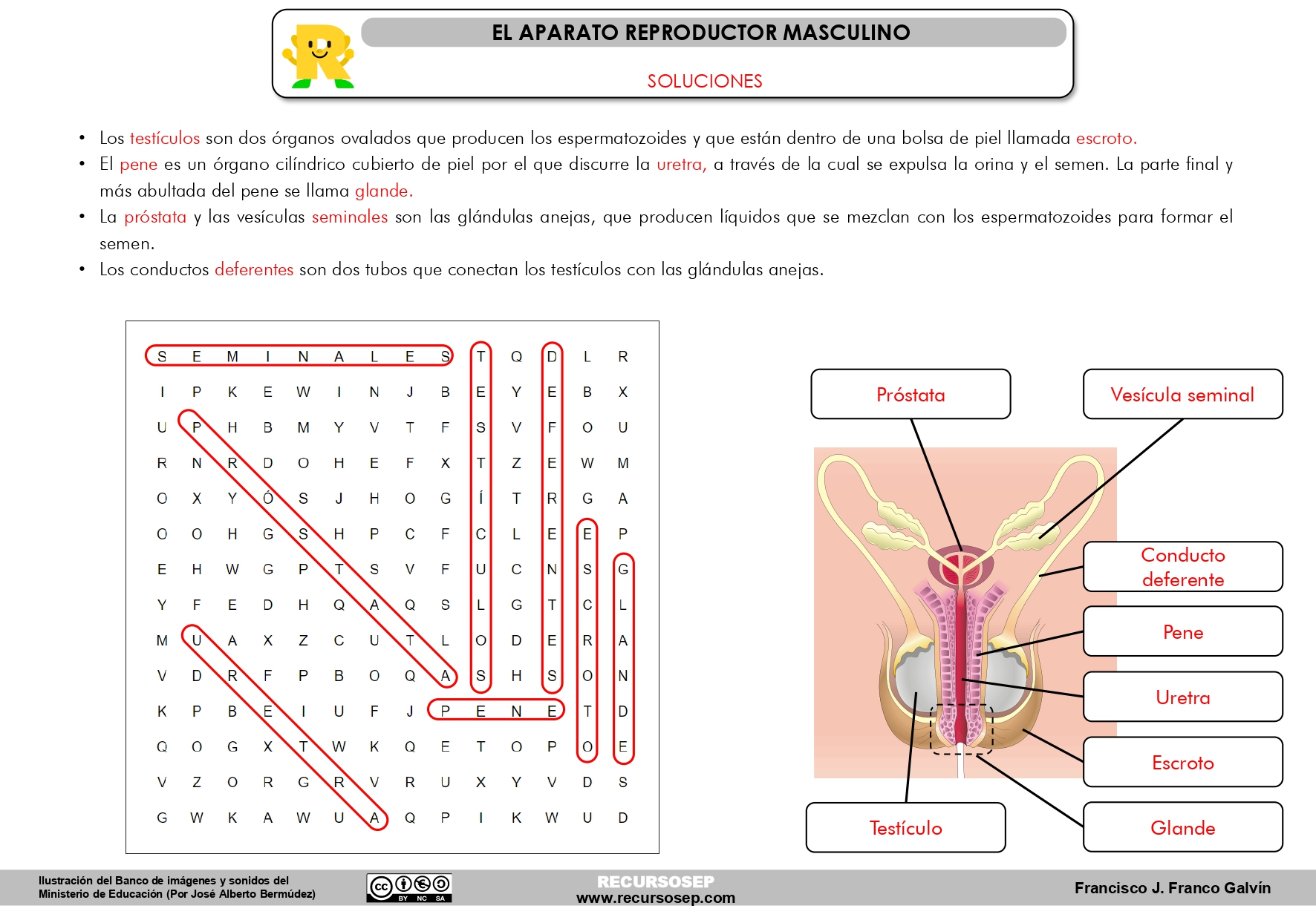 Aparato reproductor masculino (Sopa de letras, ilustración y texto)